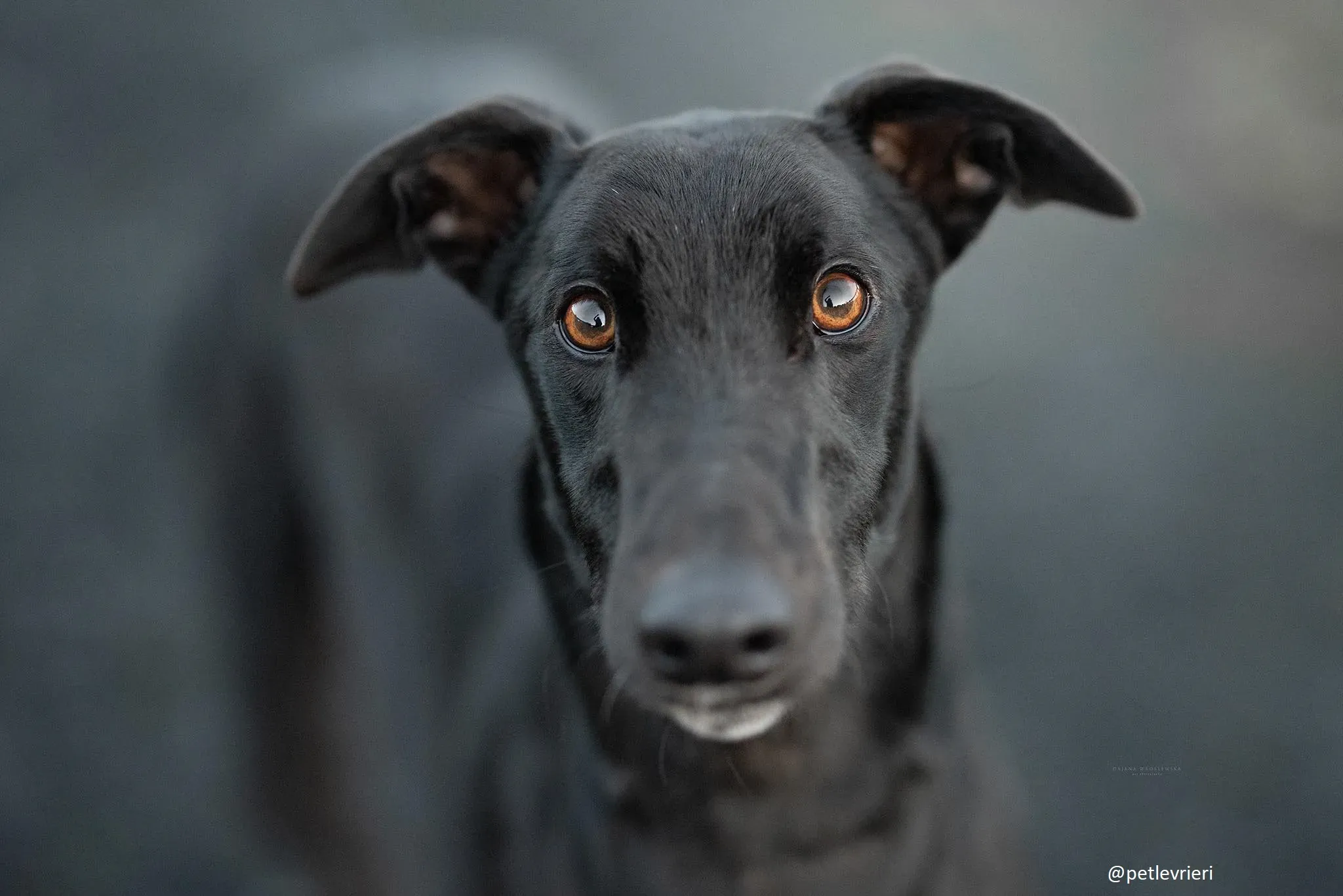 mickey jo adozione greyhound 1