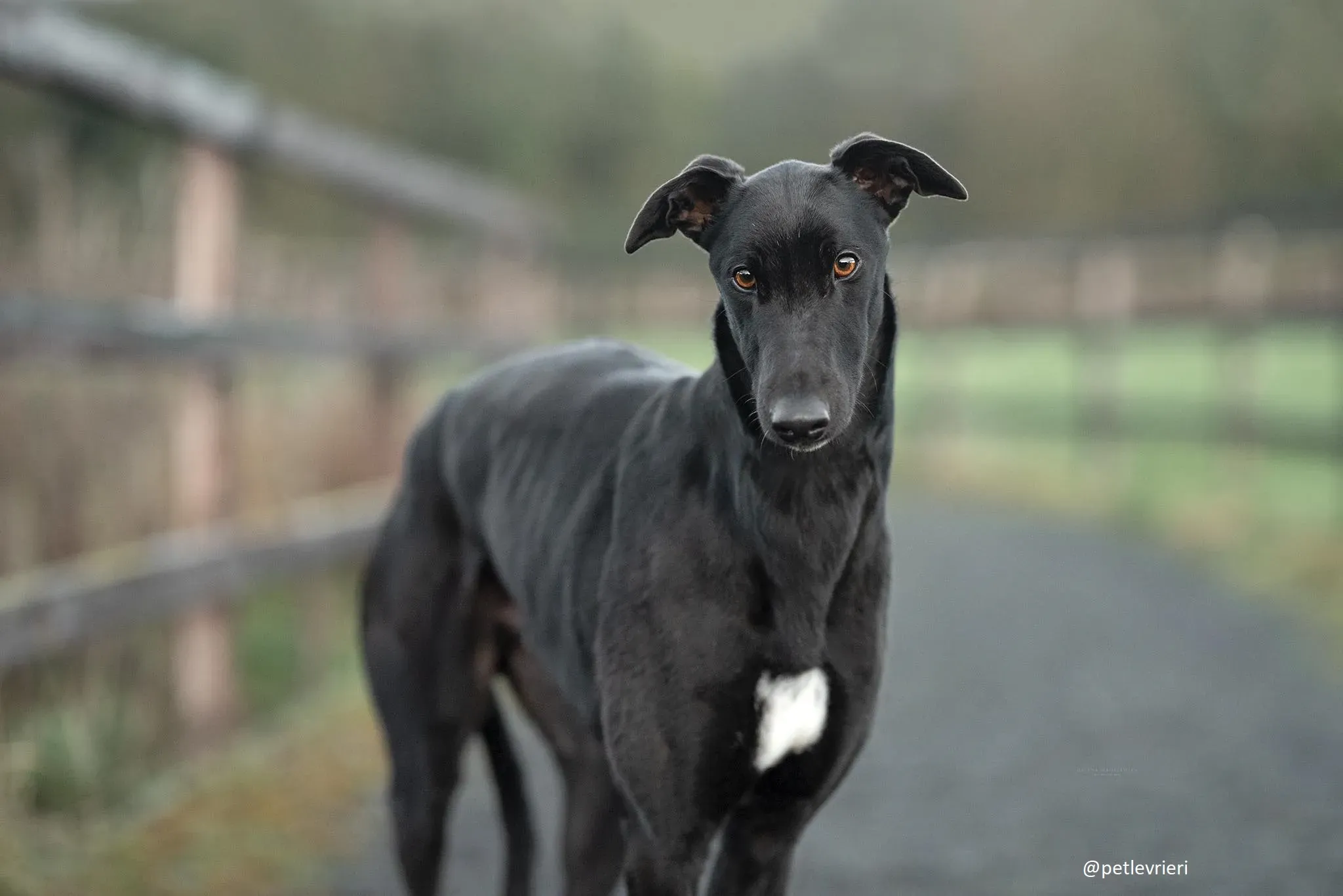 mickey jo adozione greyhound 3
