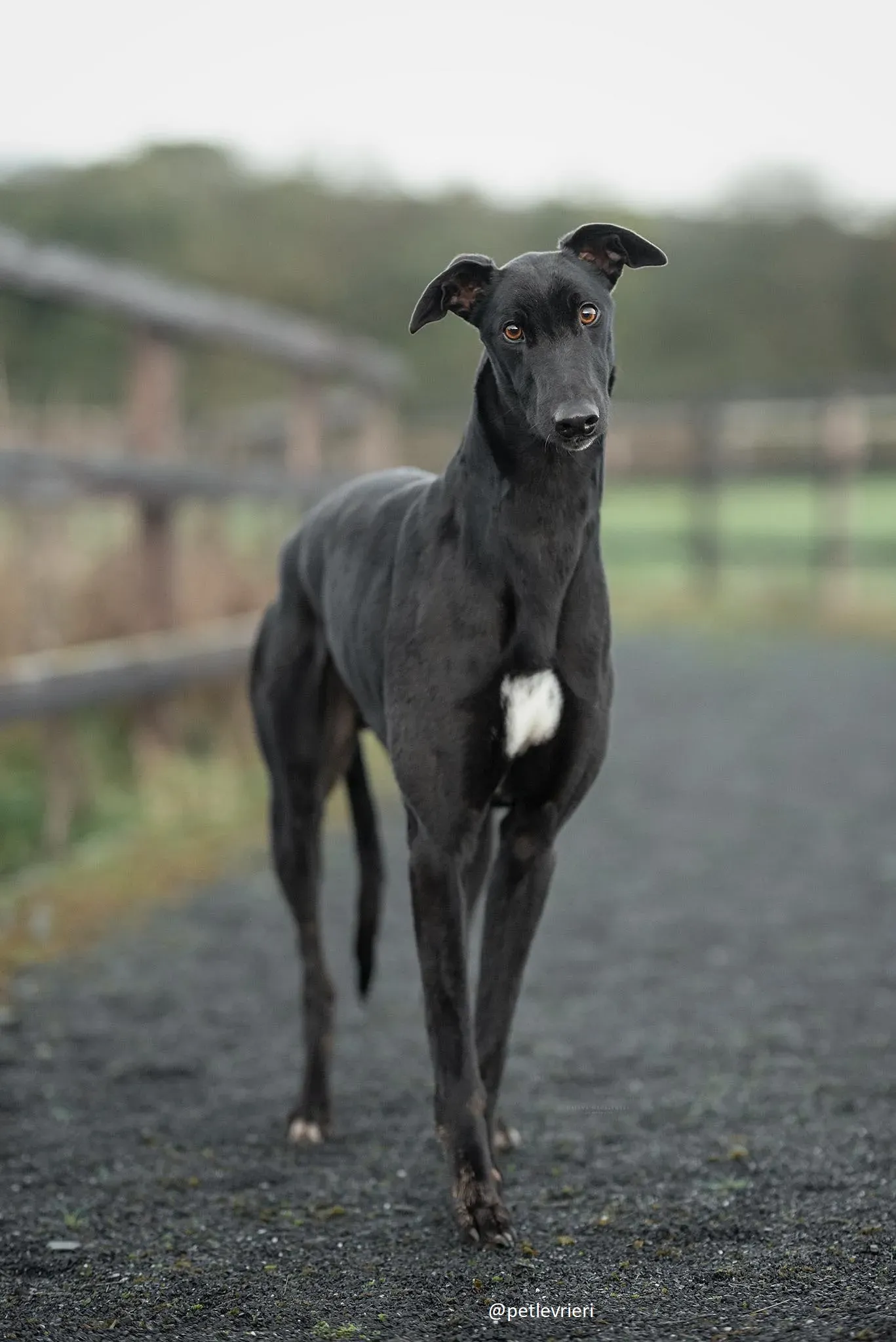 mickey jo adozione greyhound