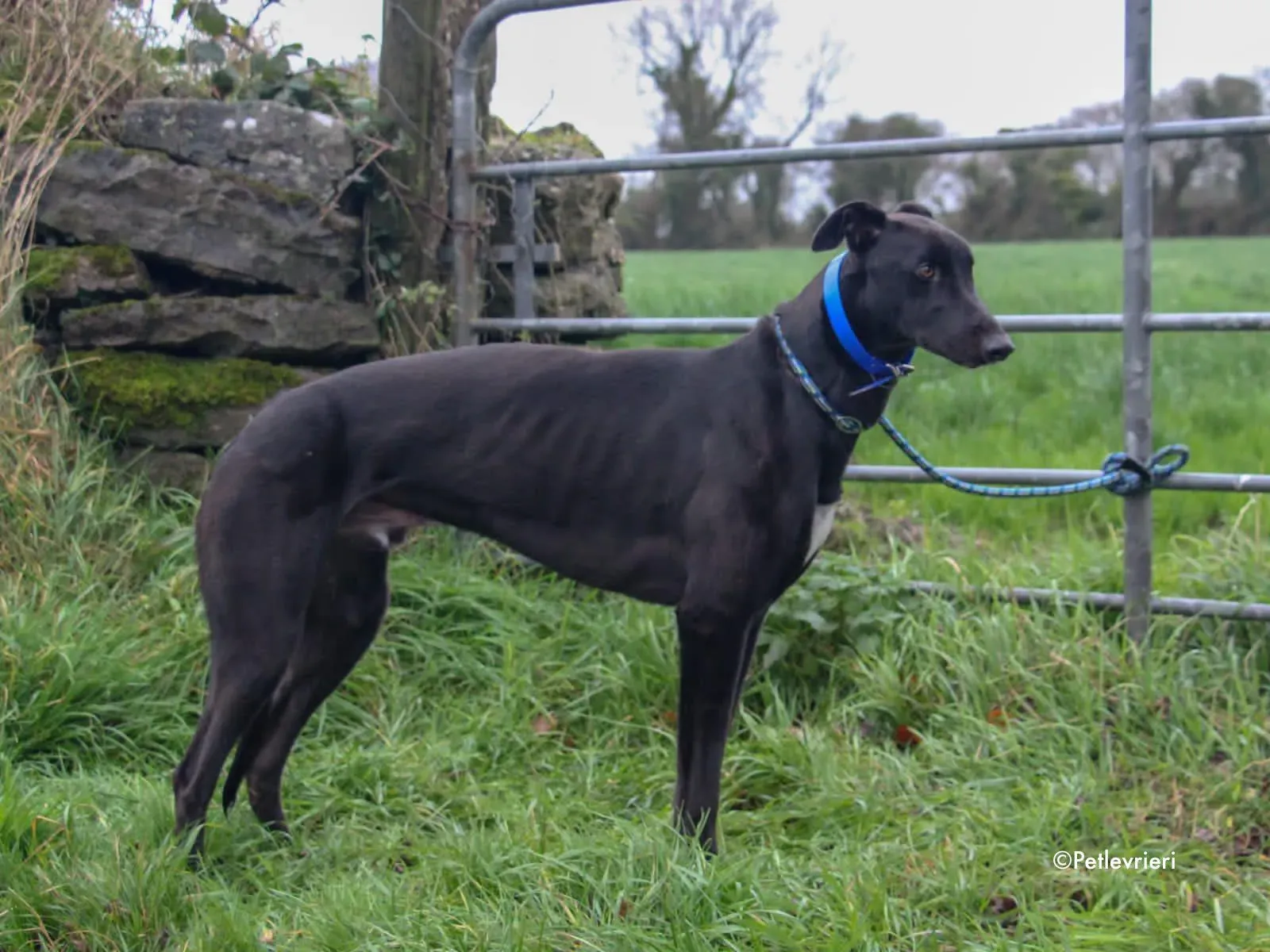 mickey jo adozione levrieri greyhound 1