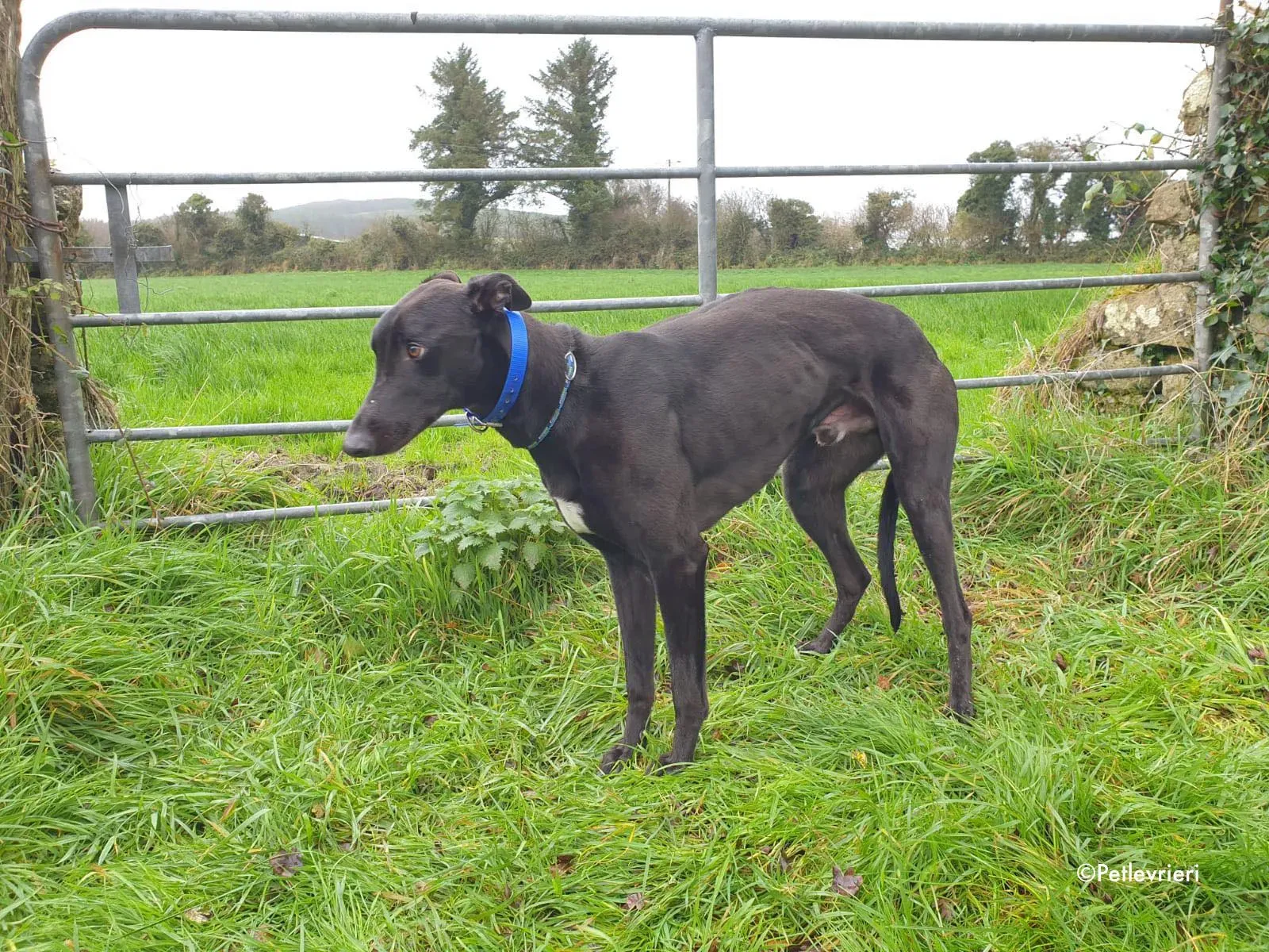 mickey jo adozione levrieri greyhound 2