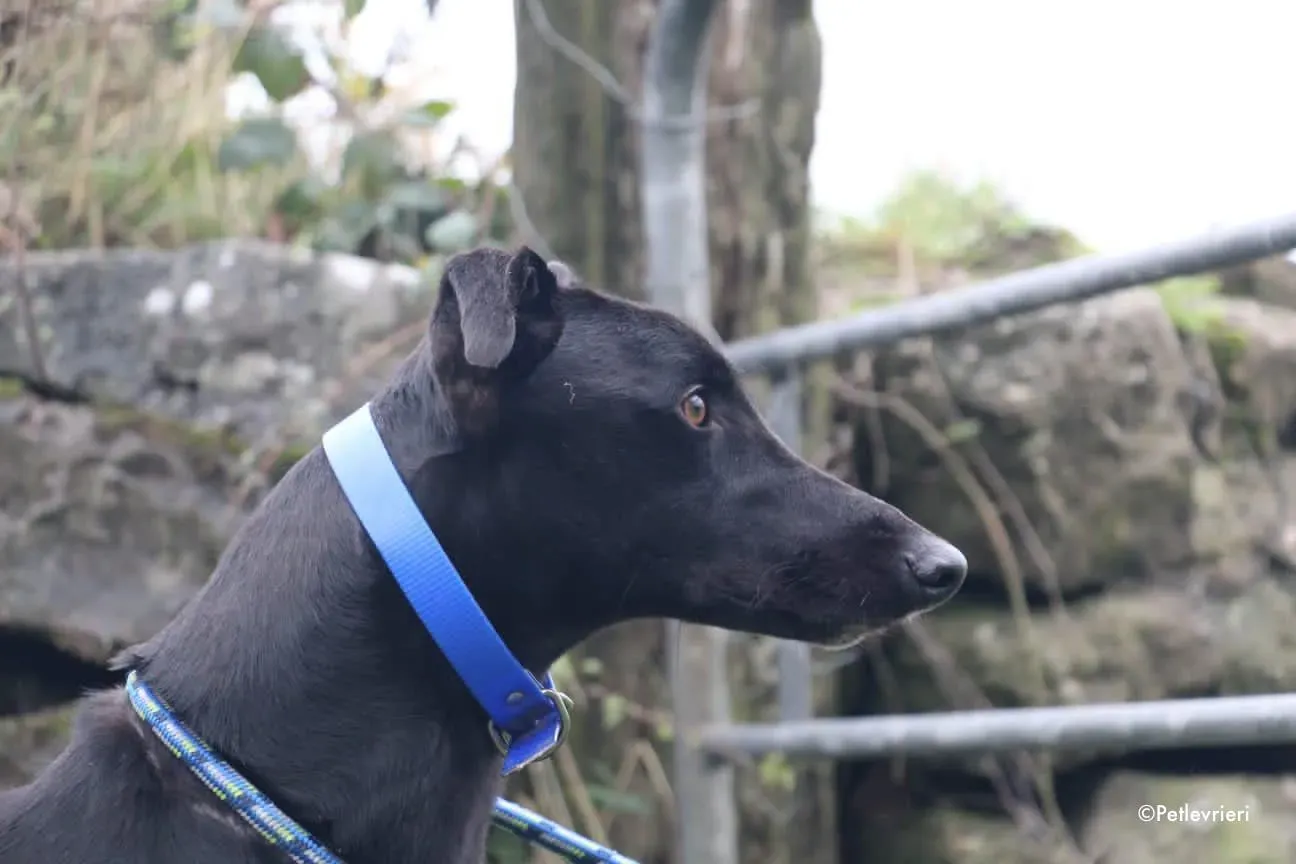 mickey jo adozione levrieri greyhound 3