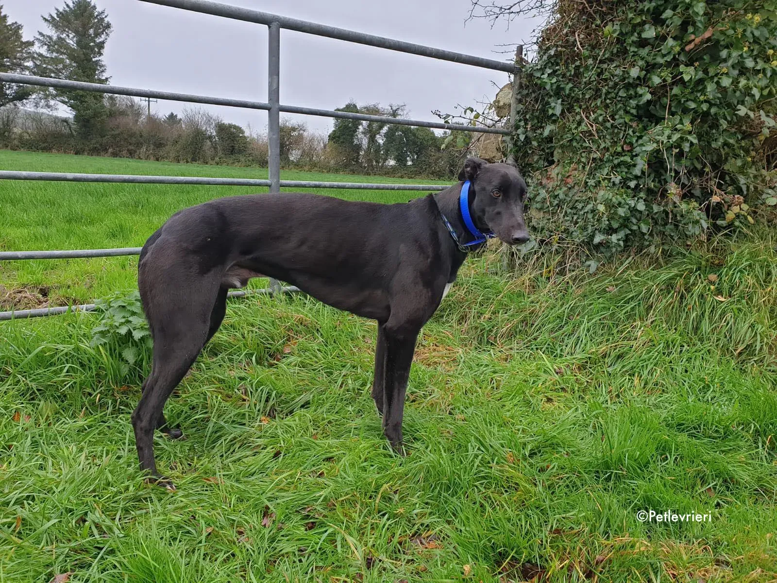 mickey jo adozione levrieri greyhound 4