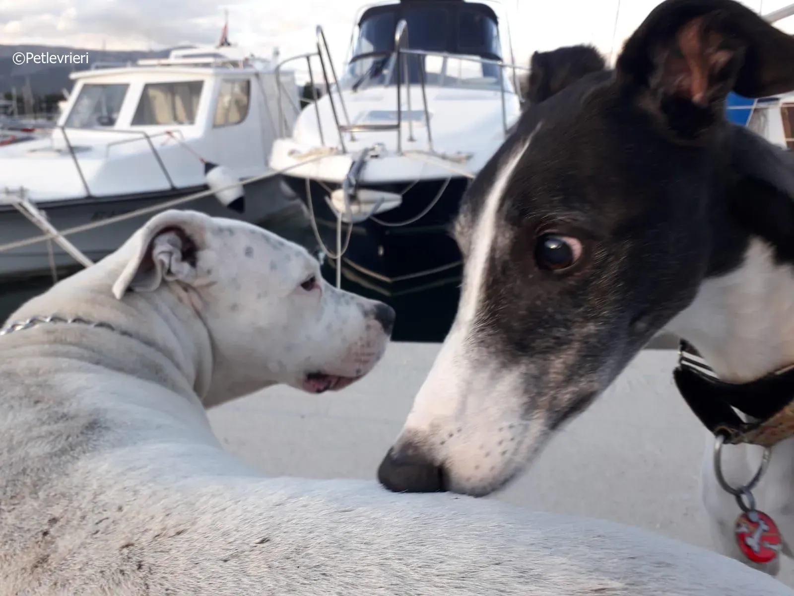 mighty rugged greyhound macao 1