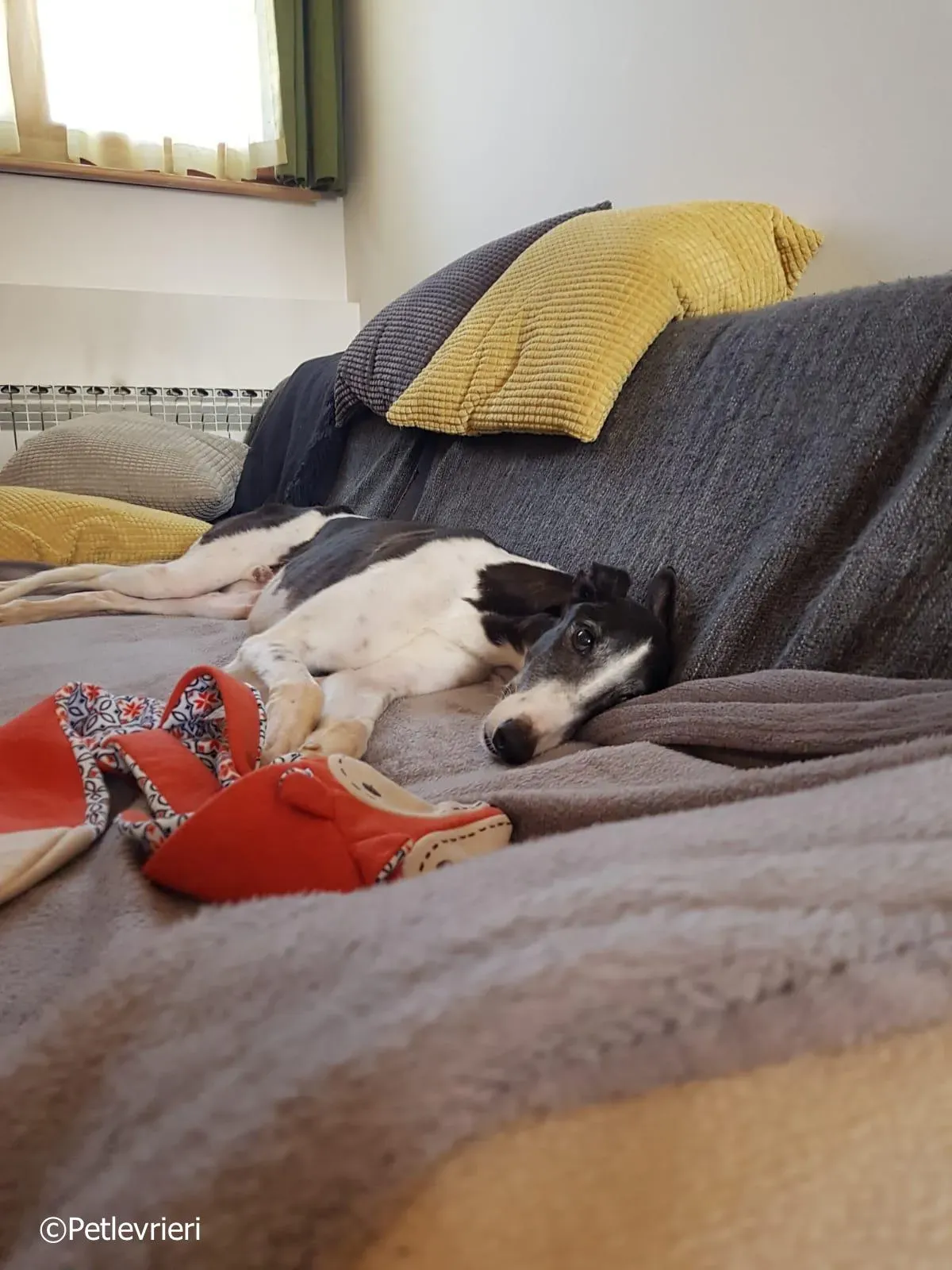 mighty rugged greyhound macao 10