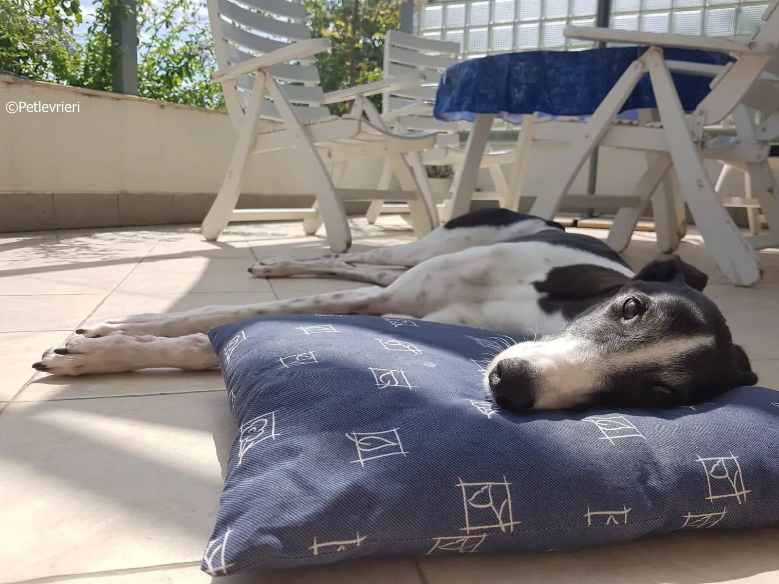 mighty rugged greyhound macao 11