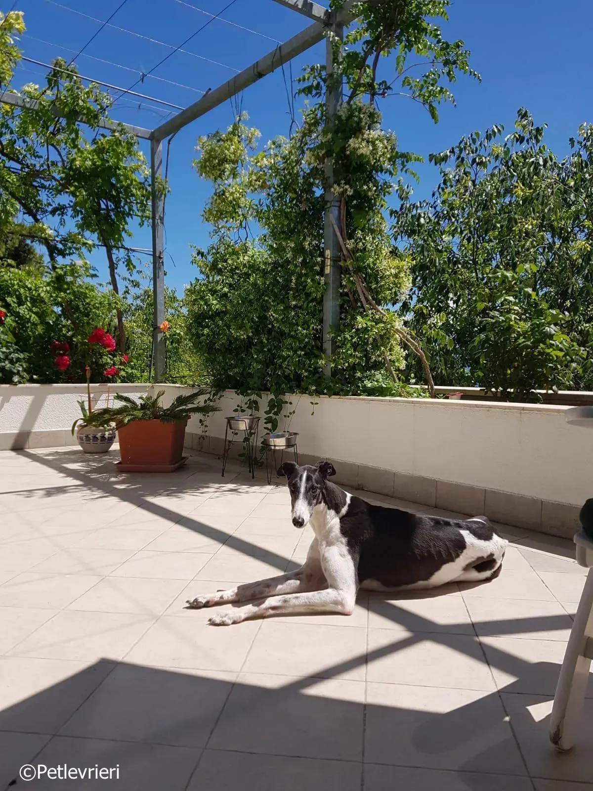 mighty rugged greyhound macao 2