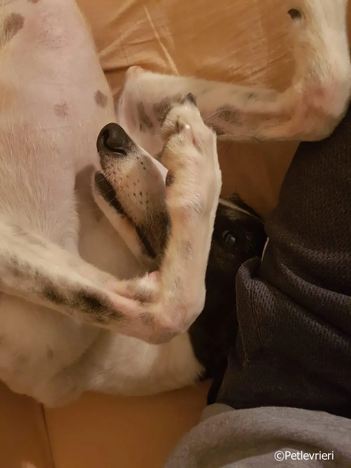 mighty rugged greyhound macao 3