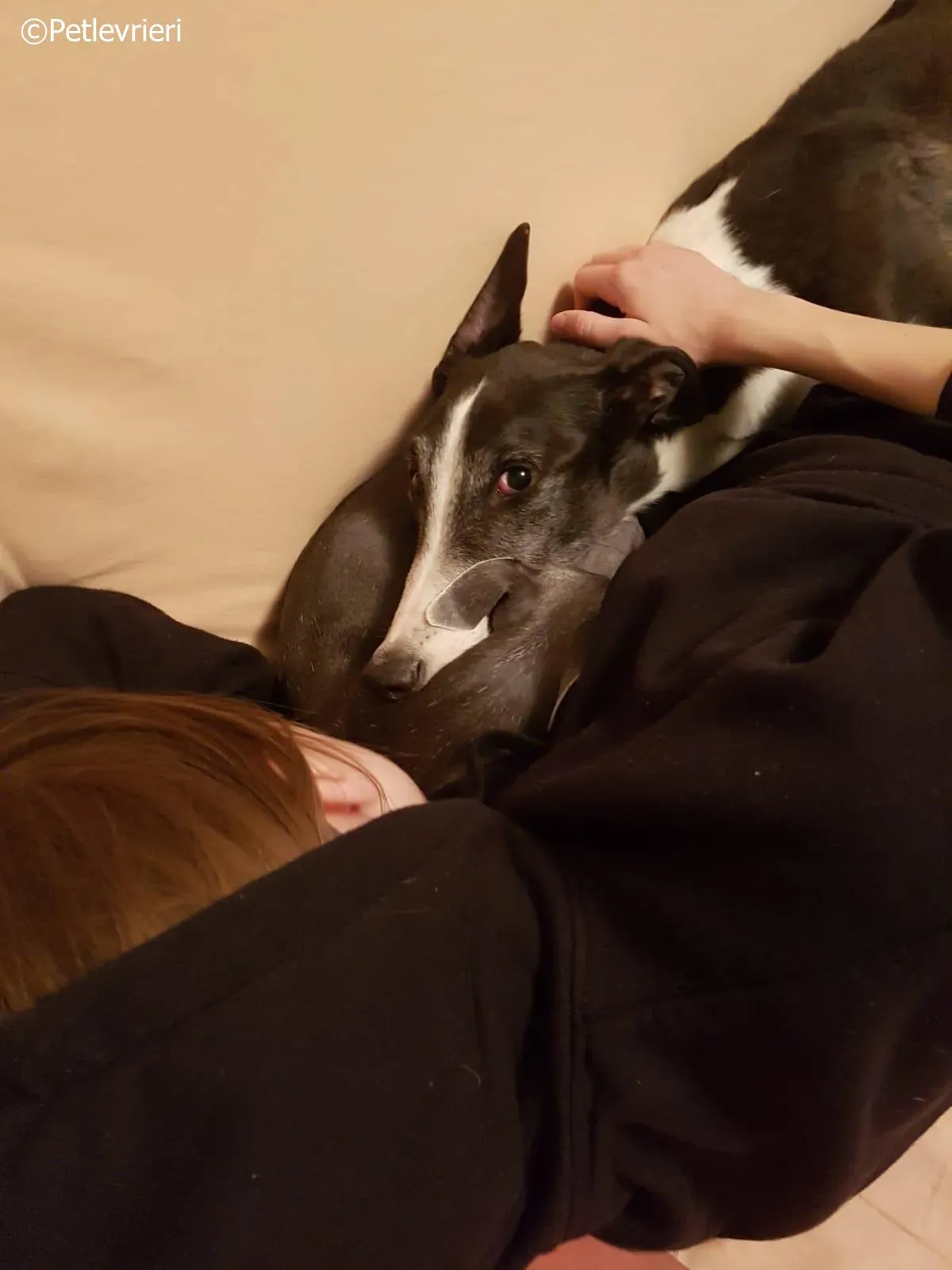 mighty rugged greyhound macao 4