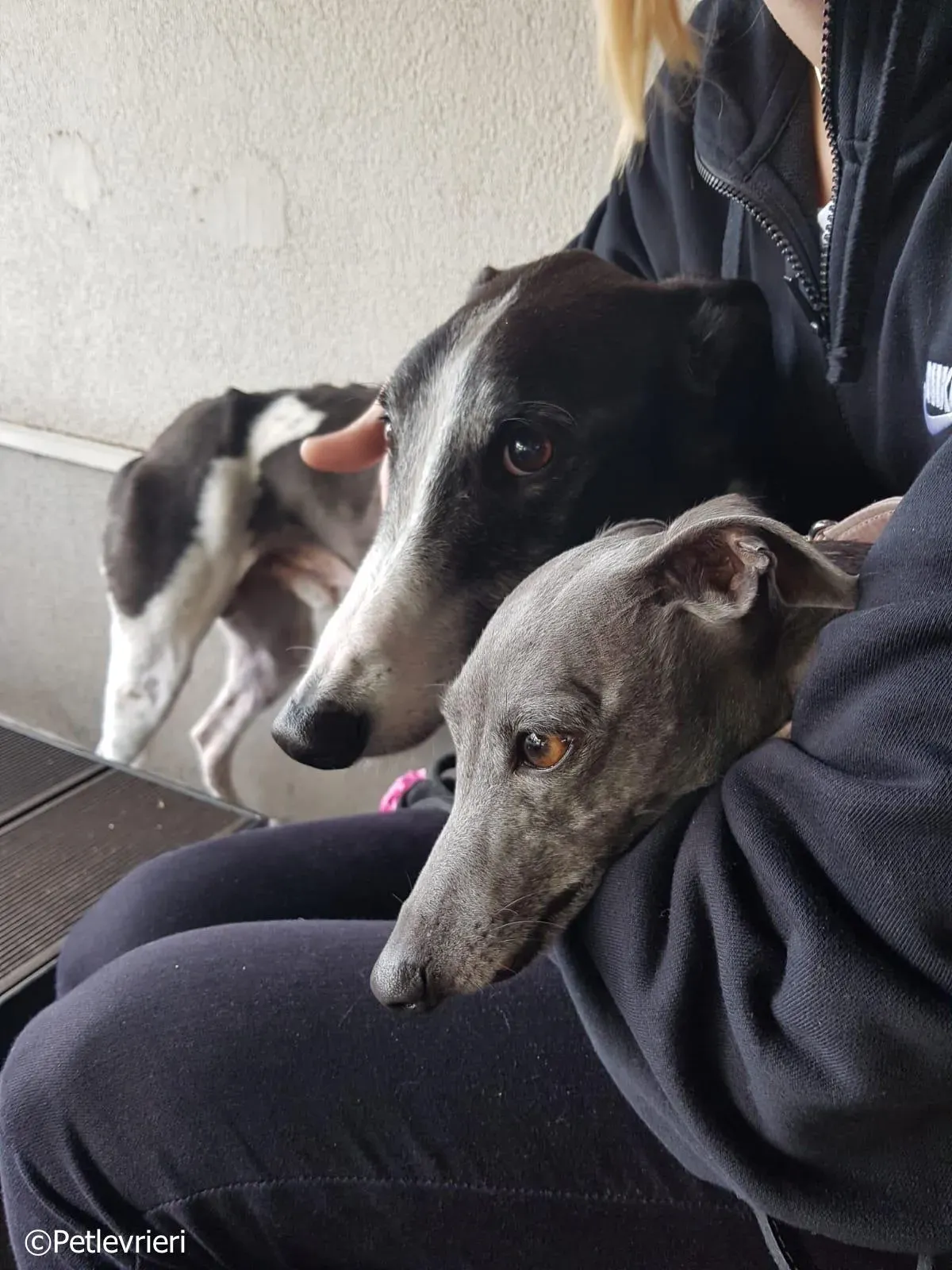 mighty rugged greyhound macao 5