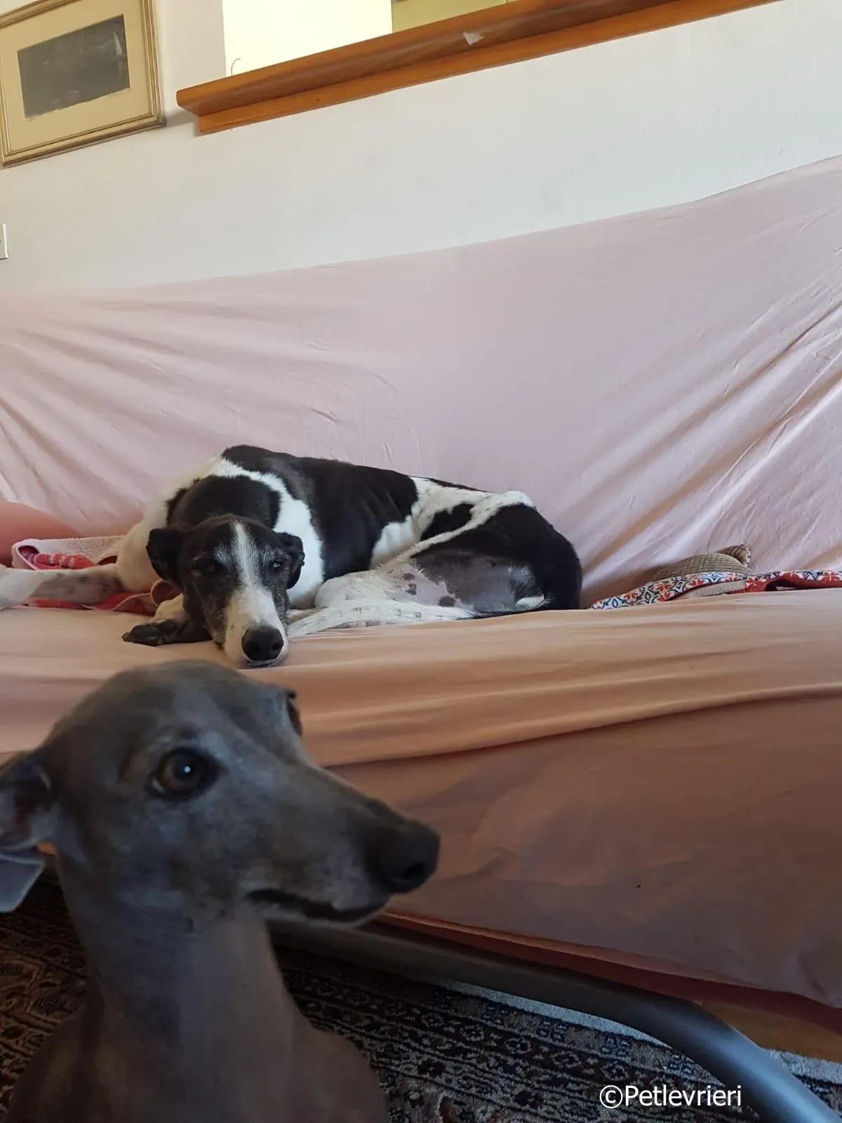 mighty rugged greyhound macao 6