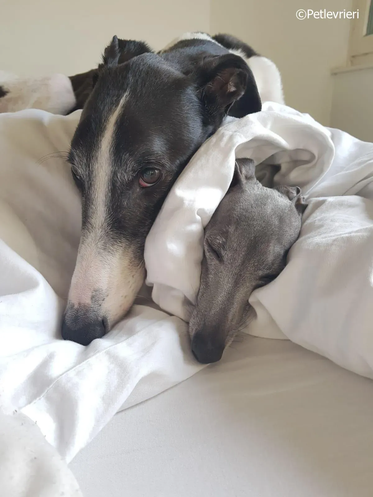 mighty rugged greyhound macao 7