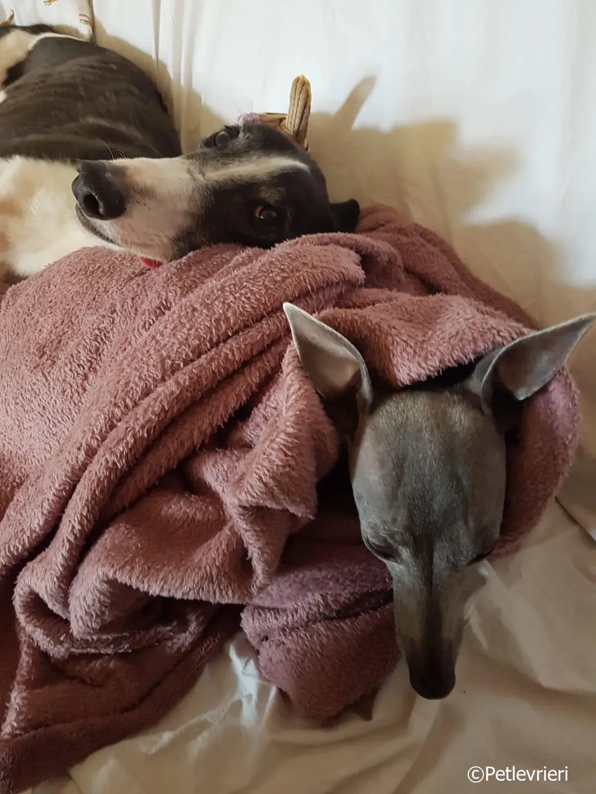 mighty rugged greyhound macao 8