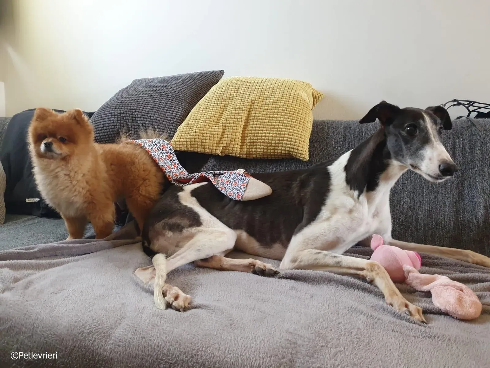 mighty rugged greyhound macao 9