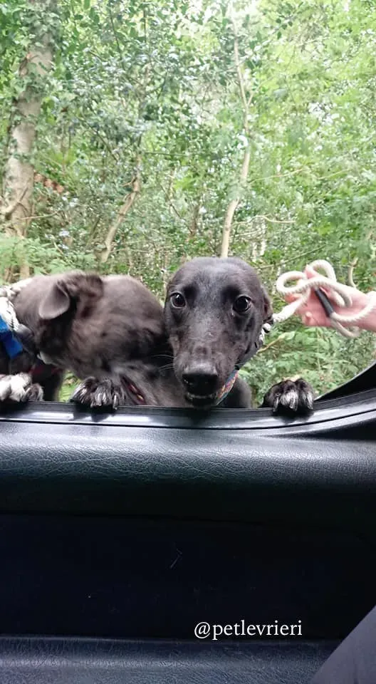 mignon adozione levrieri greyhound