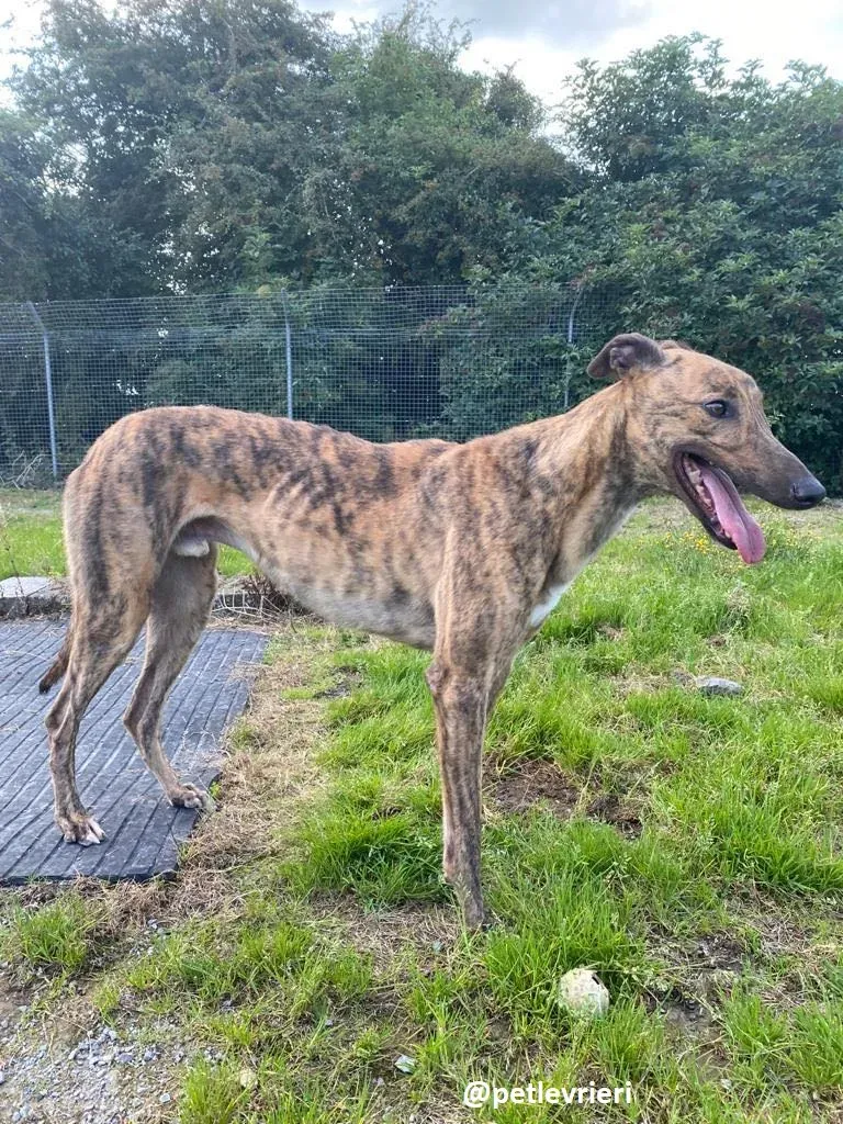 mike adozione greyhound 1