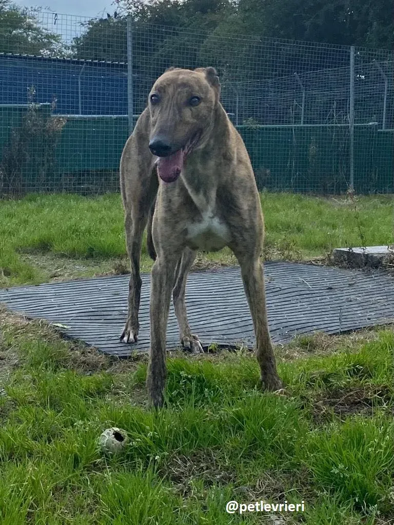 mike adozione greyhound 2