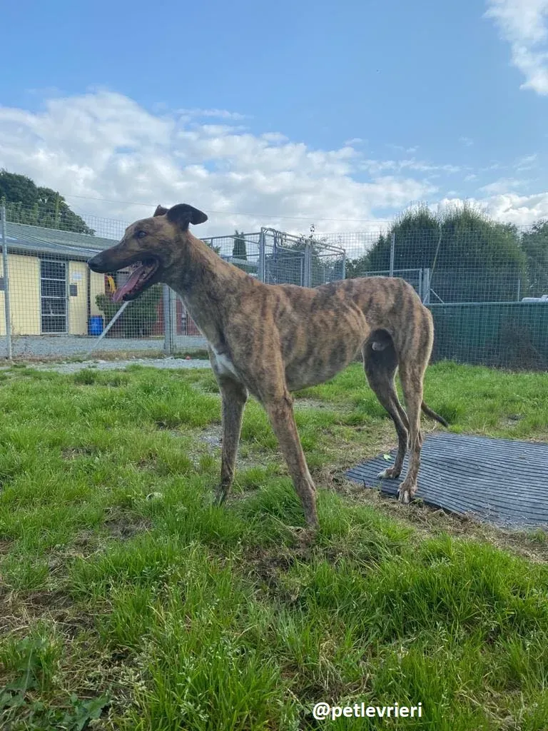 mike adozione greyhound