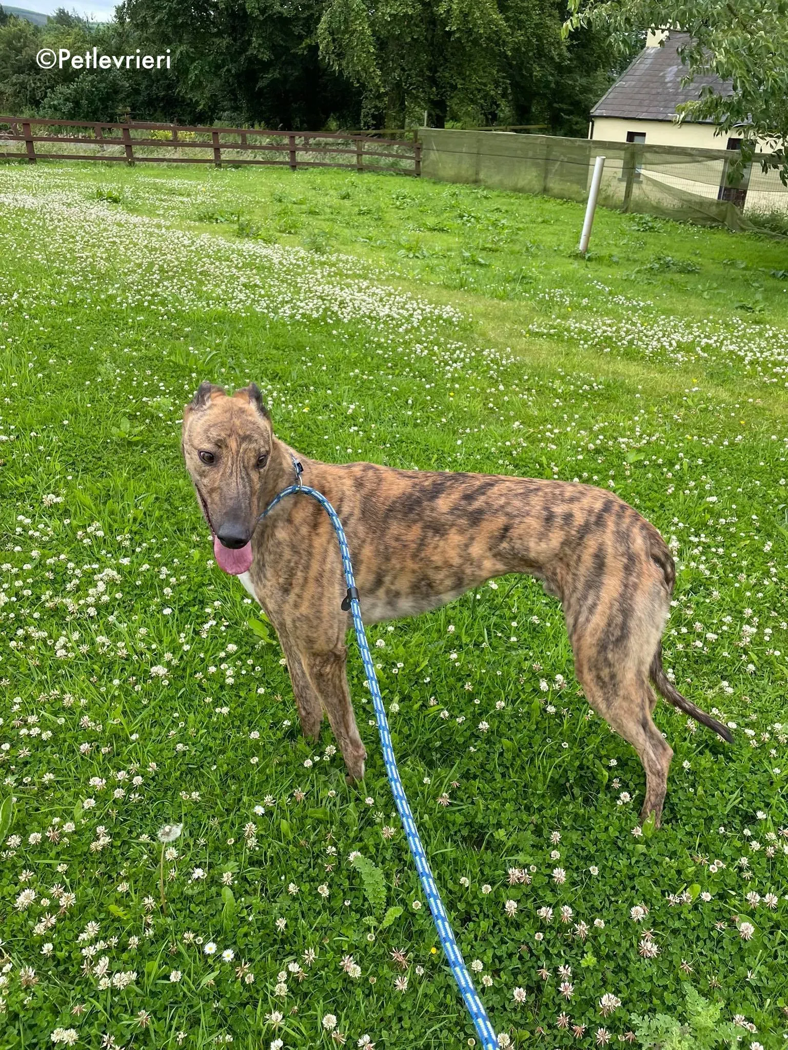 mike adozione levrieri greyhound 12