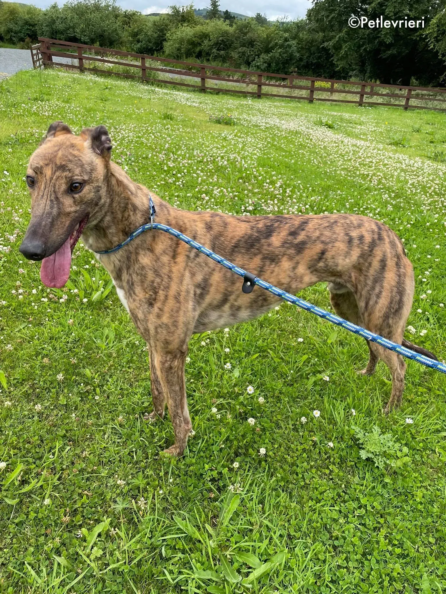 mike adozione levrieri greyhound 14