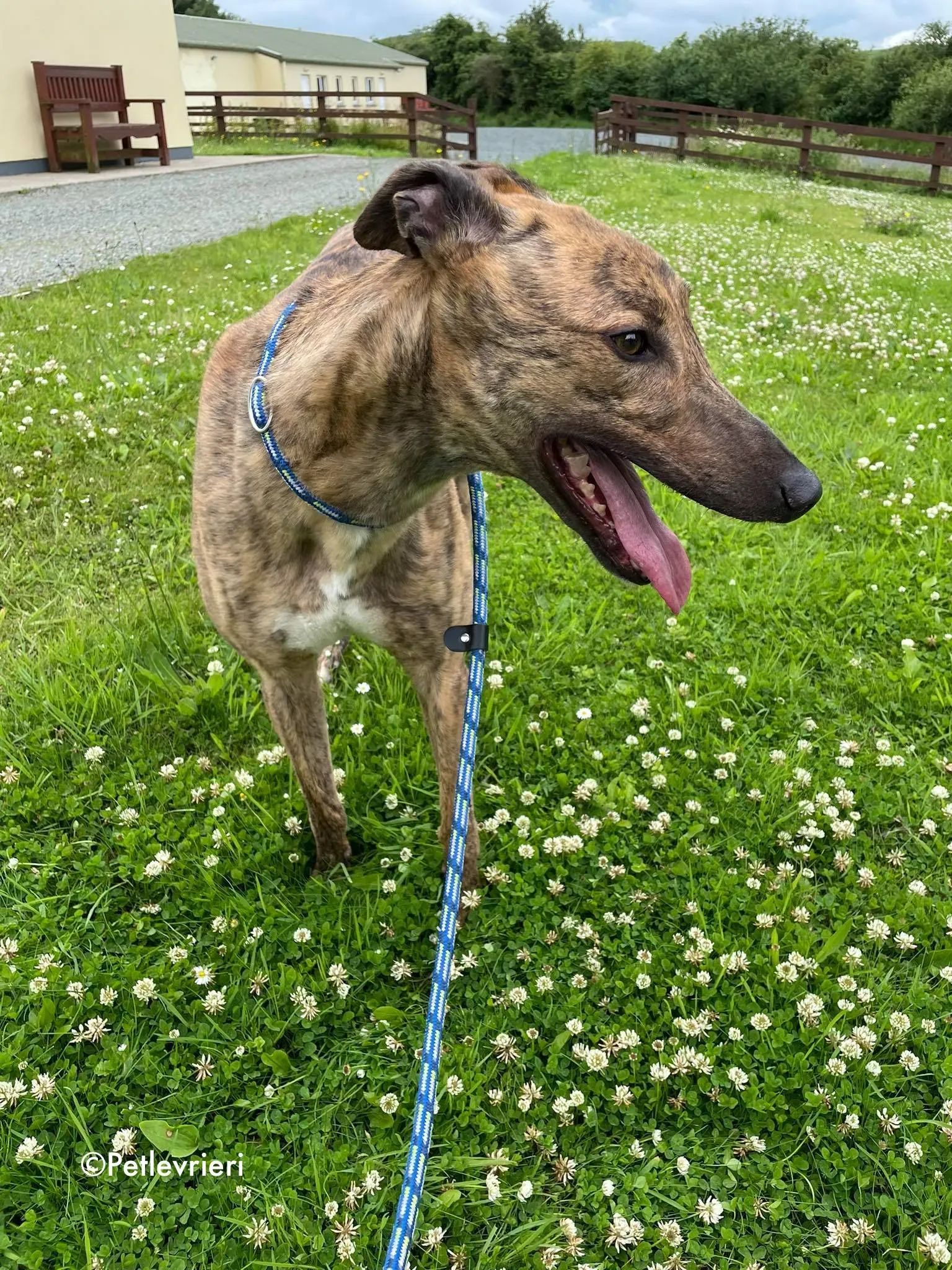 mike adozione levrieri greyhound 15