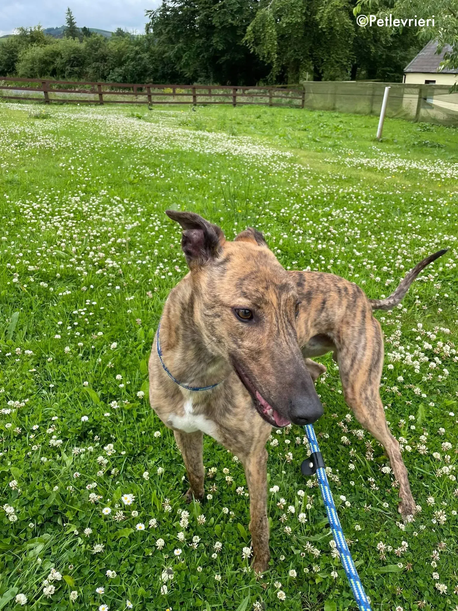 mike adozione levrieri greyhound 2