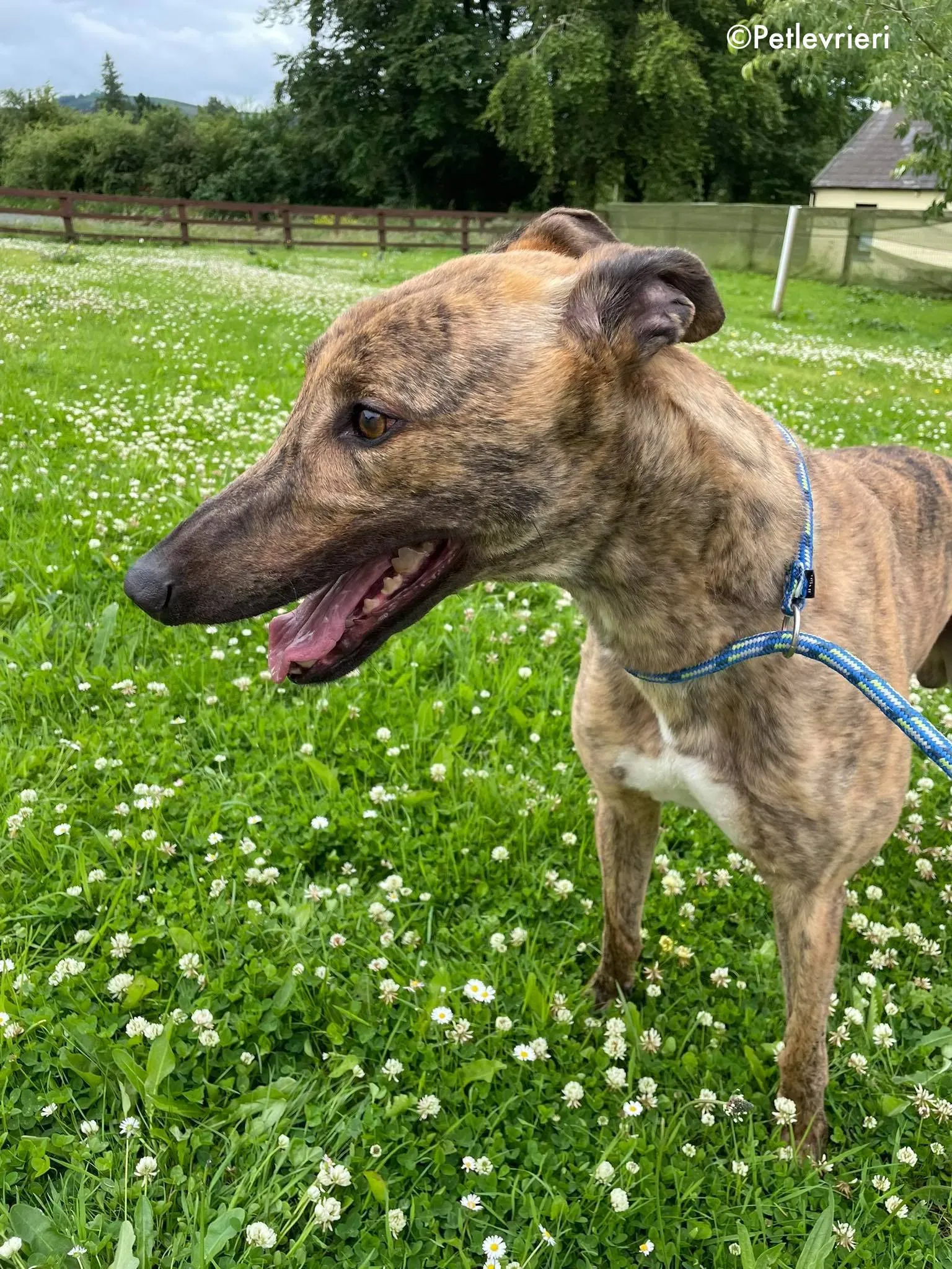 mike adozione levrieri greyhound 3