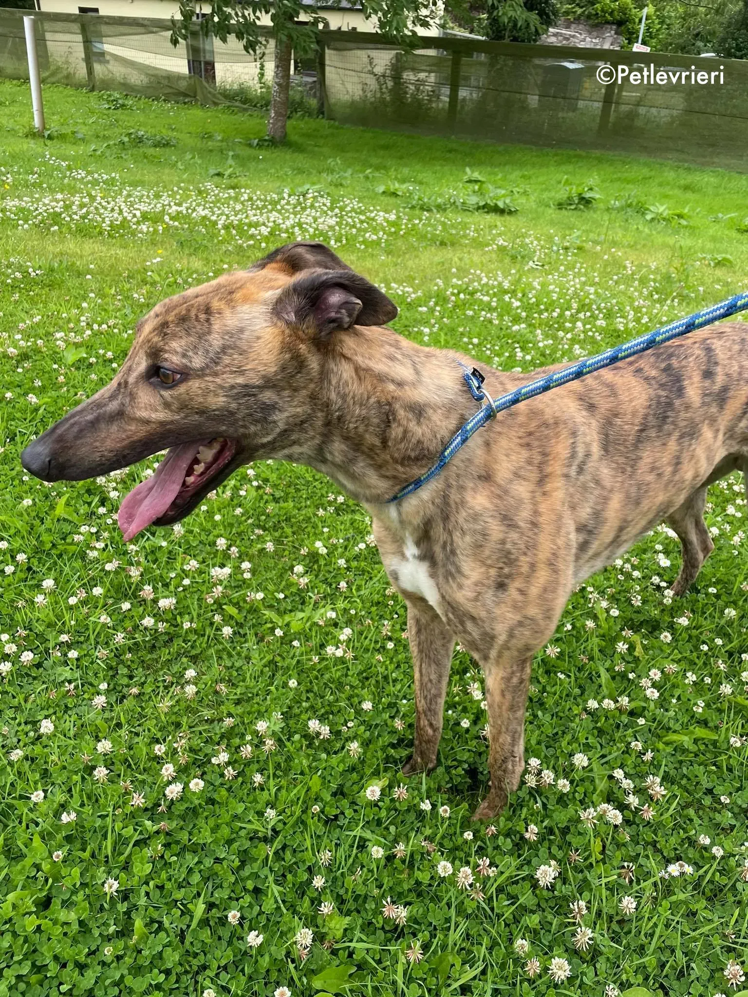 mike adozione levrieri greyhound 7