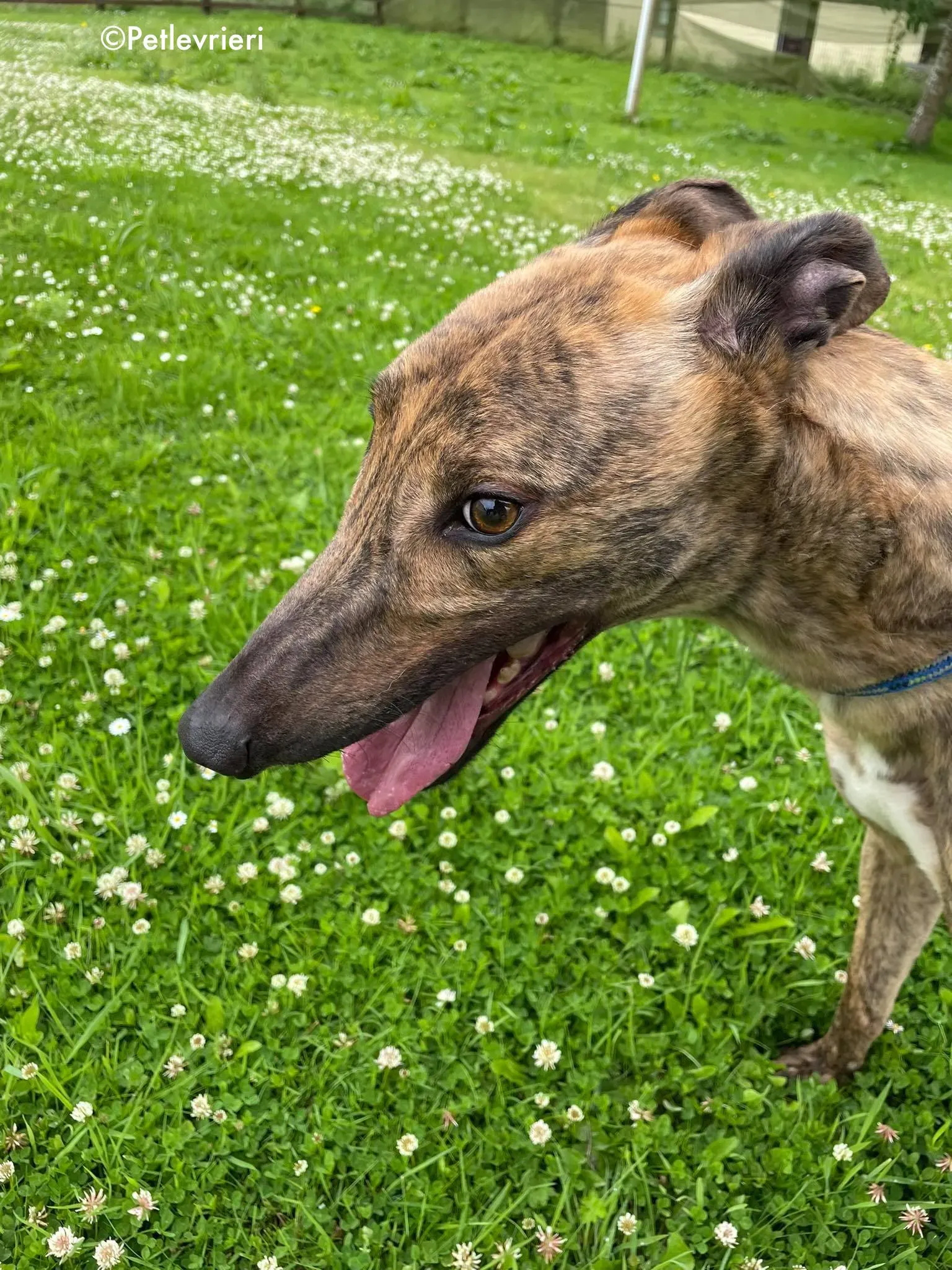 mike adozione levrieri greyhound 8