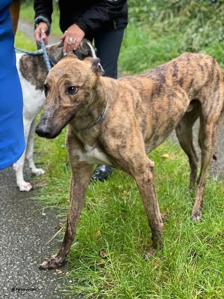 mike brindle greyhound adozione levrieri 1