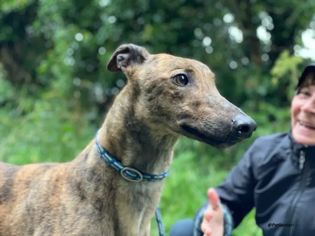 mike brindle greyhound adozione levrieri 10