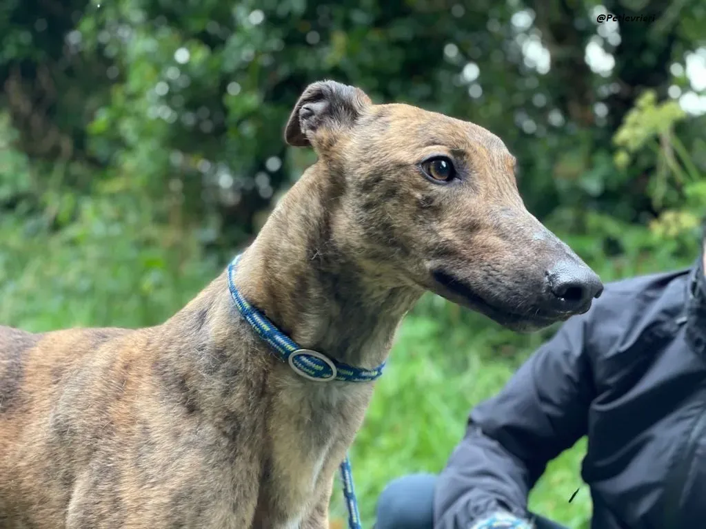 mike brindle greyhound adozione levrieri 11