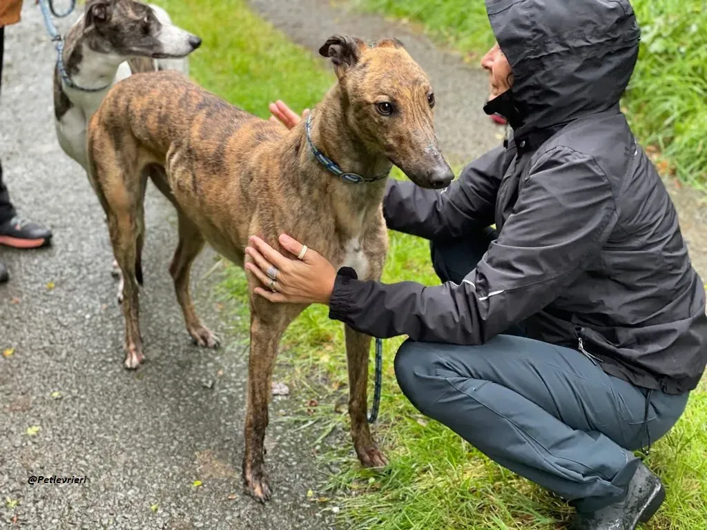 mike brindle greyhound adozione levrieri 12