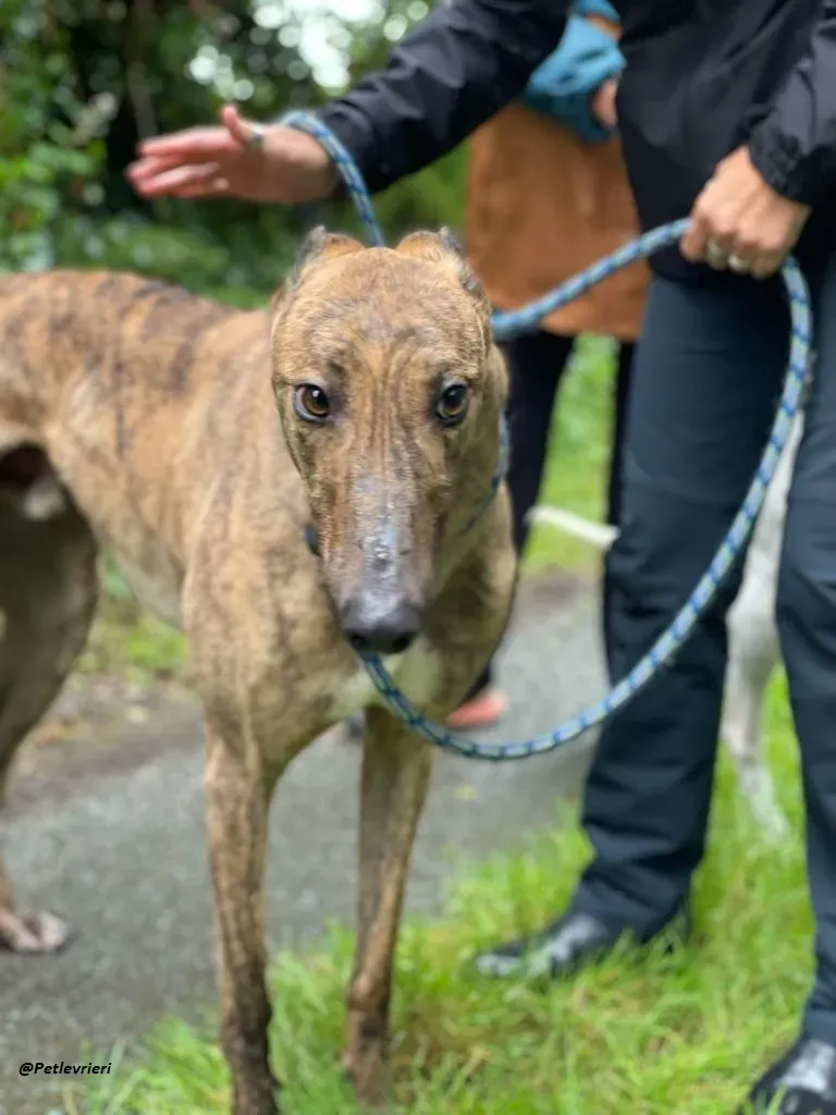 mike brindle greyhound adozione levrieri 13
