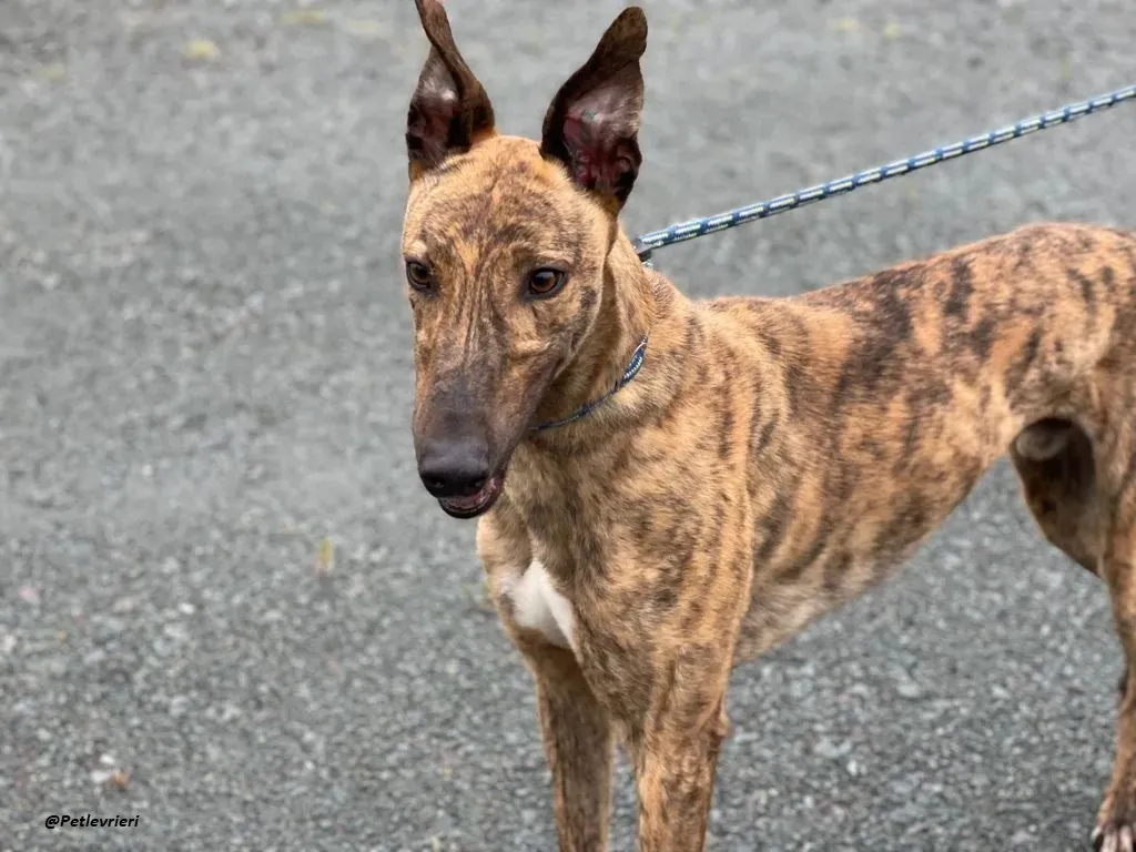 mike brindle greyhound adozione levrieri 15