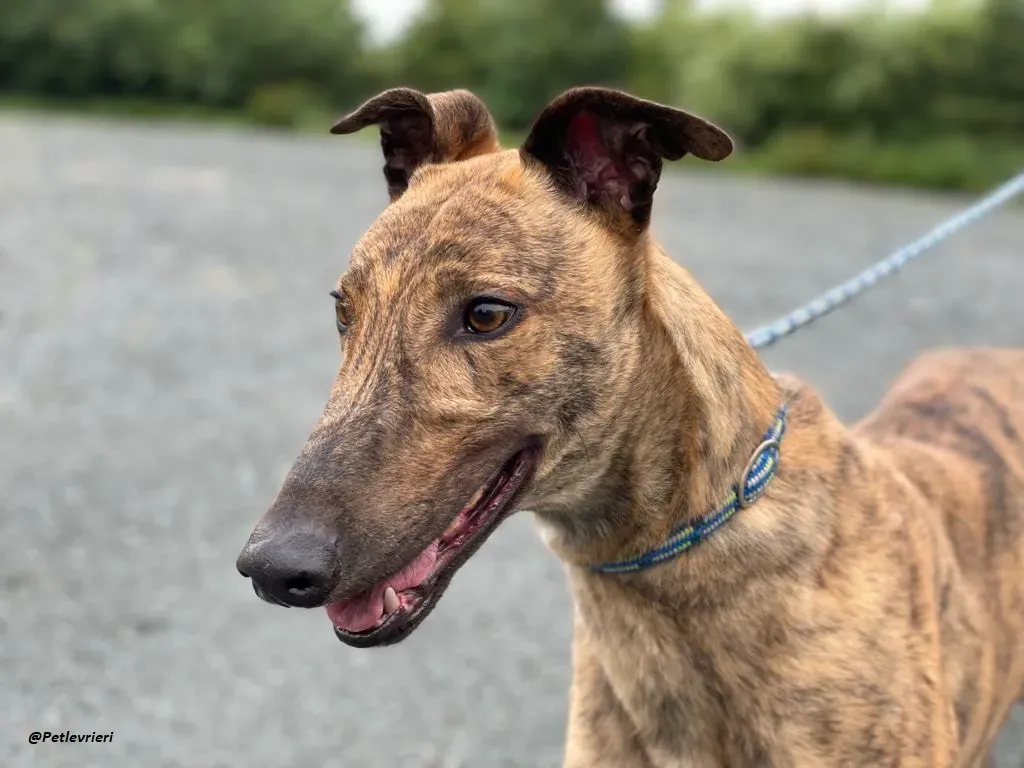 mike brindle greyhound adozione levrieri 18