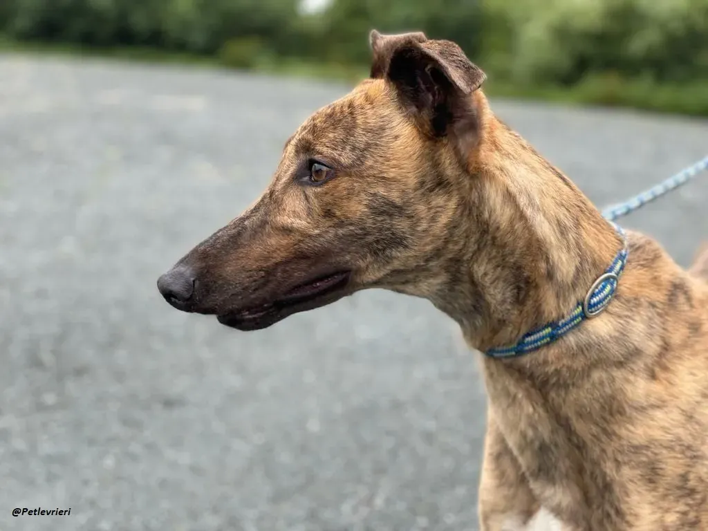 mike brindle greyhound adozione levrieri 19