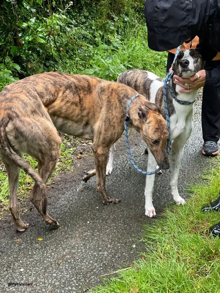 mike brindle greyhound adozione levrieri 2