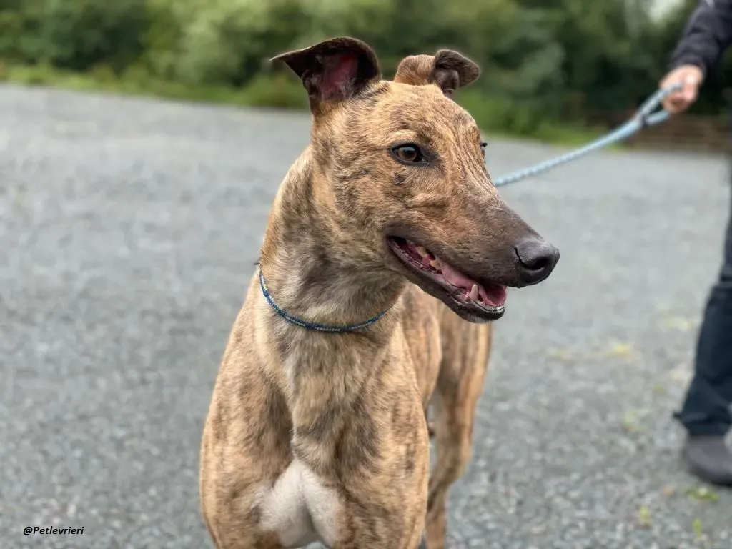 mike brindle greyhound adozione levrieri 21