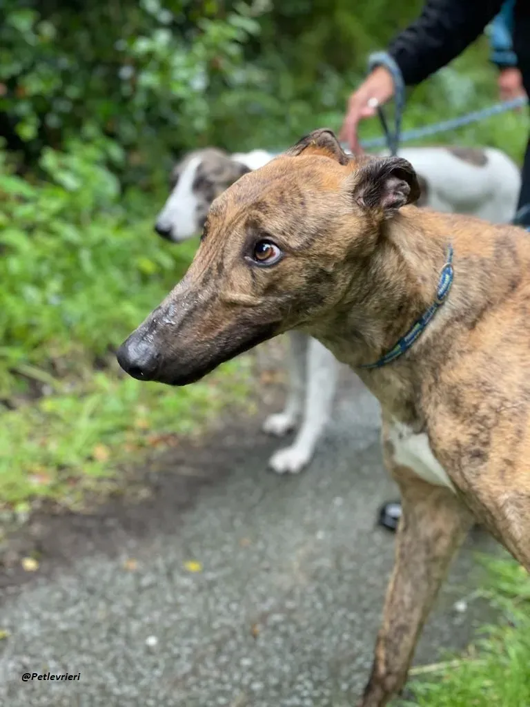 mike brindle greyhound adozione levrieri 22