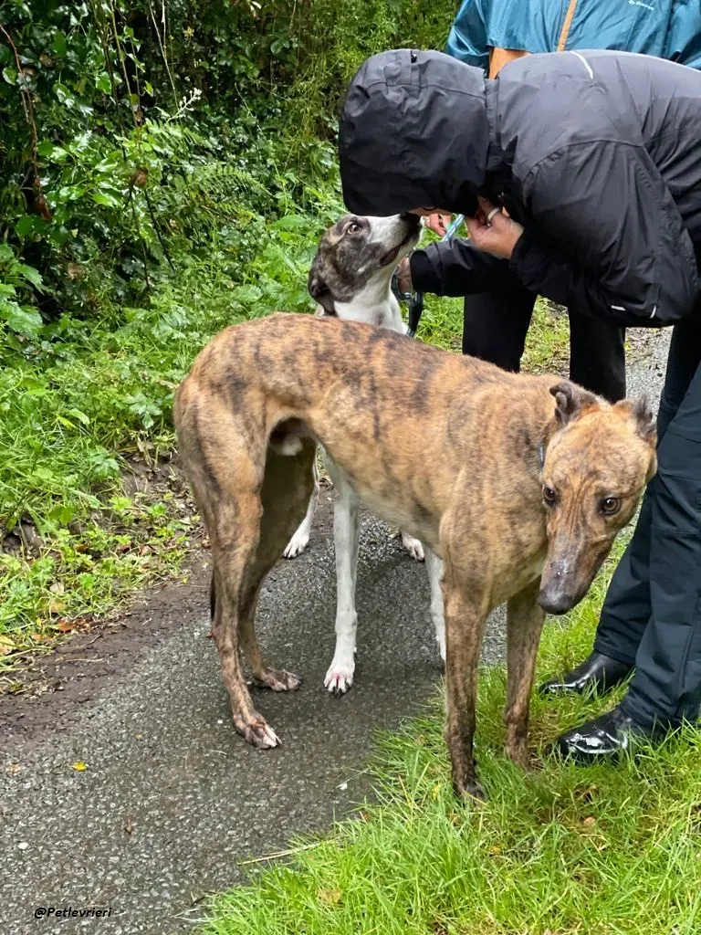 mike brindle greyhound adozione levrieri 3