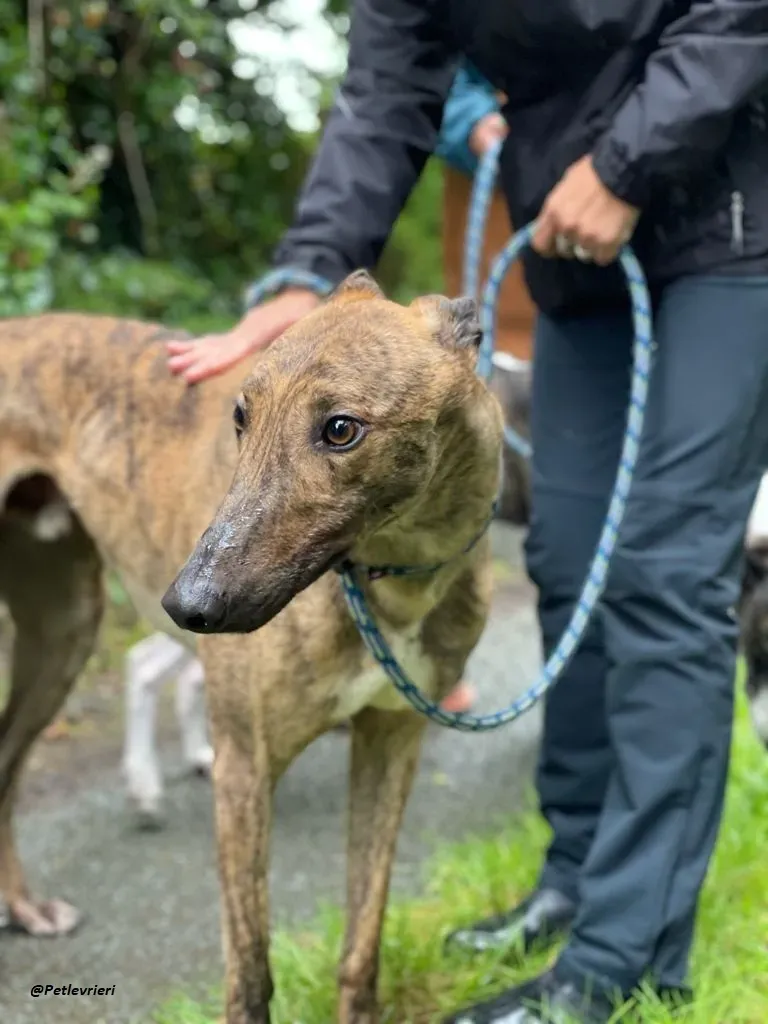 mike brindle greyhound adozione levrieri 4