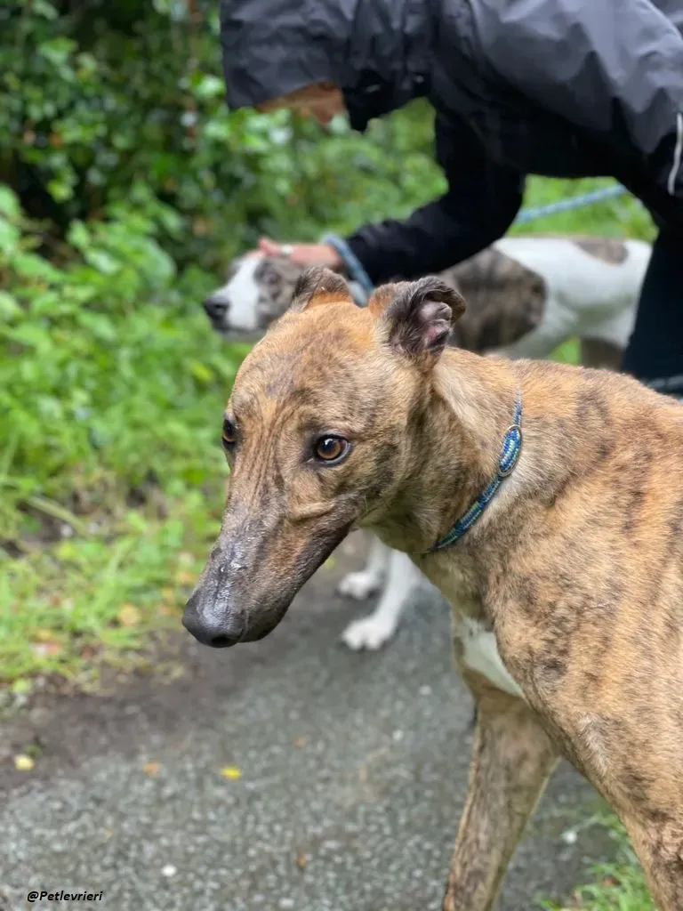 mike brindle greyhound adozione levrieri 5