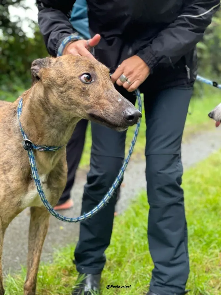 mike brindle greyhound adozione levrieri 6
