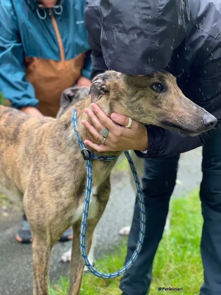 mike brindle greyhound adozione levrieri 7