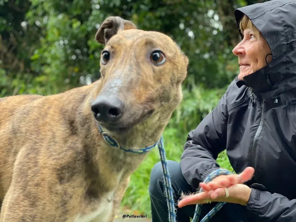 mike brindle greyhound adozione levrieri 8