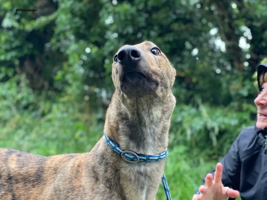 mike brindle greyhound adozione levrieri 9