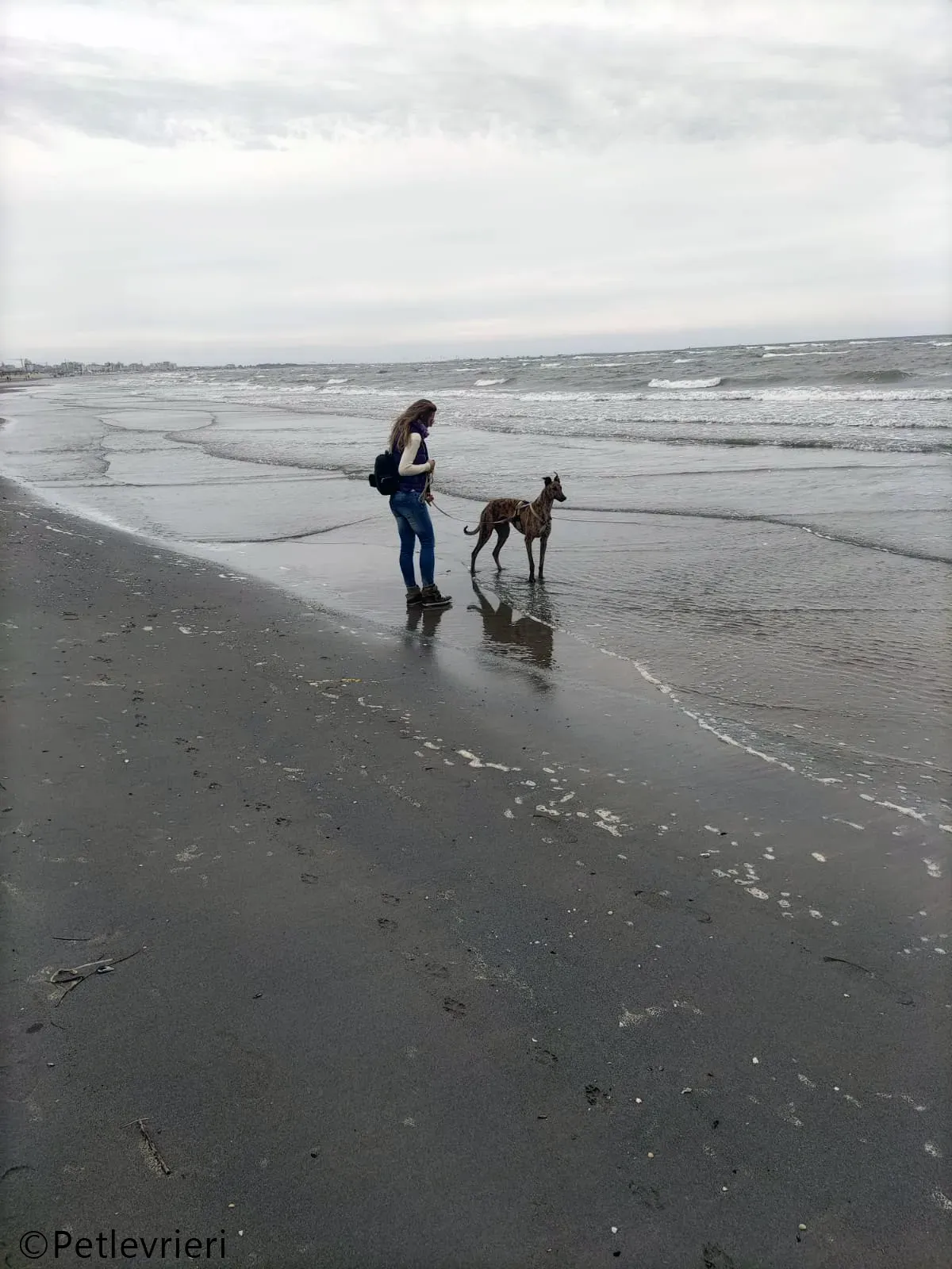 mike greyhound pet levrieri felici casa