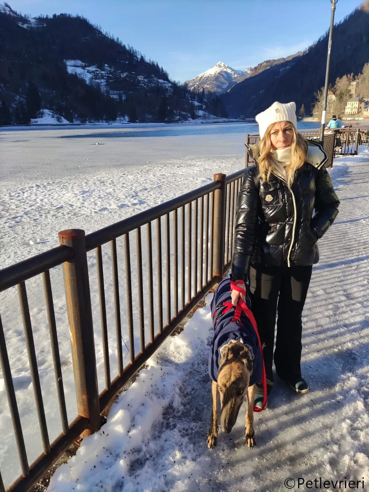 mike greyhound pet levrieri felici casa1