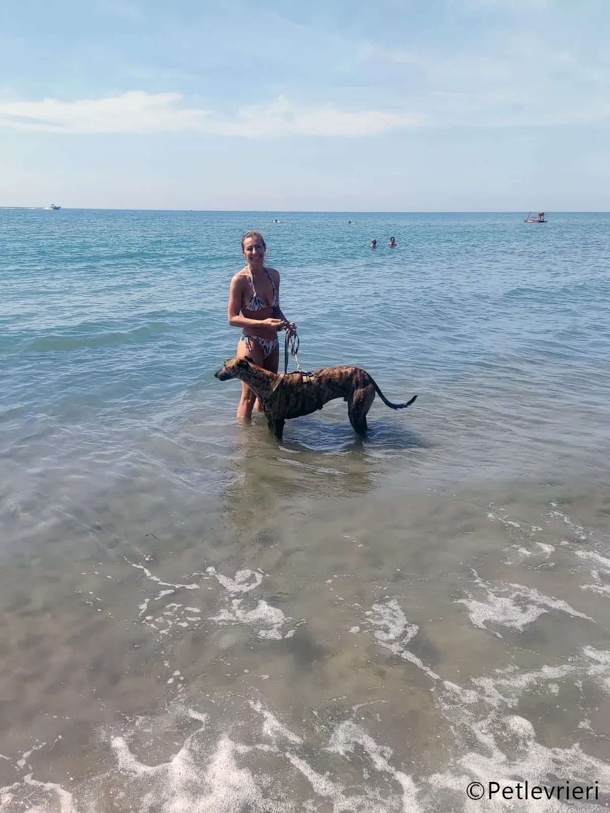 mike greyhound pet levrieri felici casa2